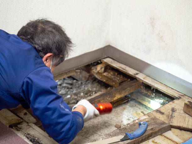 Best Water Damage Restoration  in Neshanic Station, NJ
