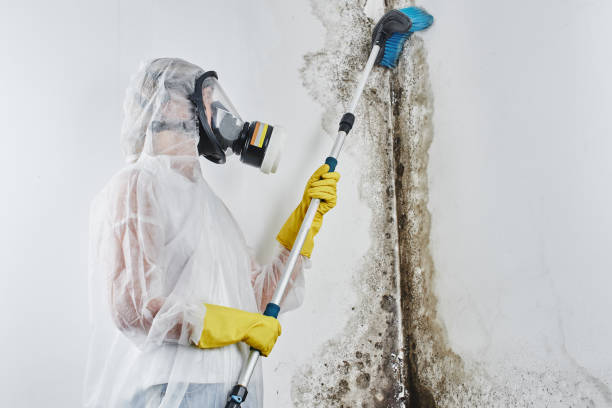 Best Emergency Mold Removal  in Neshanic Station, NJ