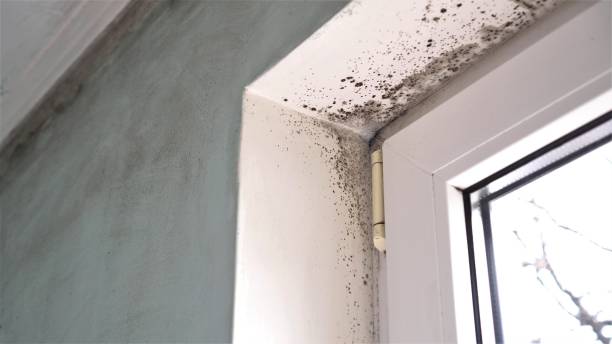 Crawl Space Mold Removal in Neshanic Station, NJ