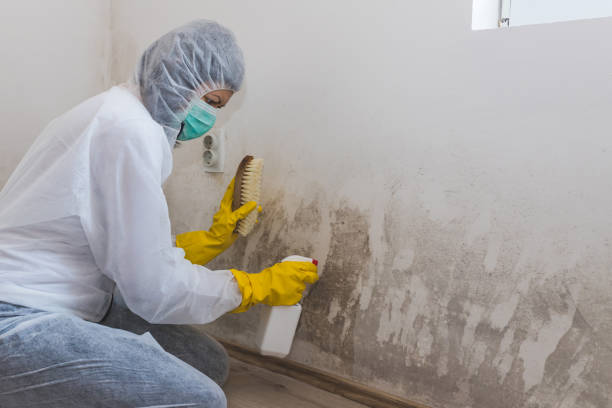 Best Toxic Mold Removal  in Neshanic Station, NJ