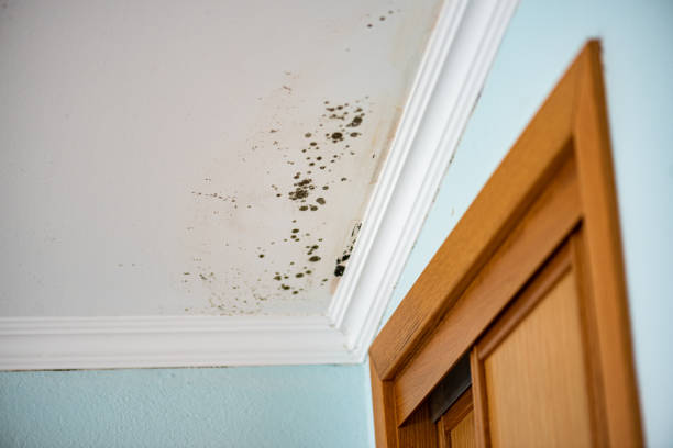 Best Home Mold Removal  in Neshanic Station, NJ