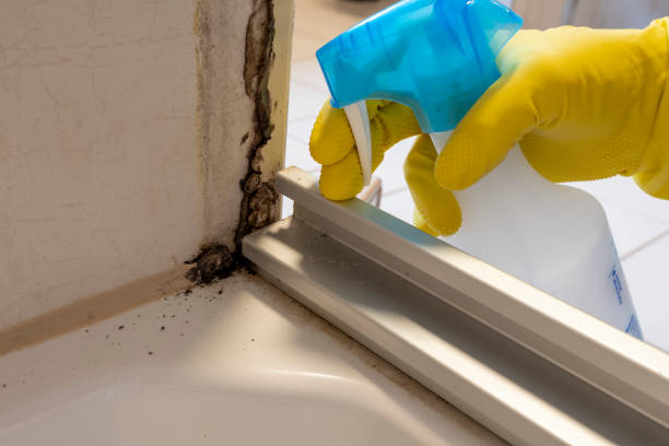 Best Black Mold Removal  in Neshanic Station, NJ