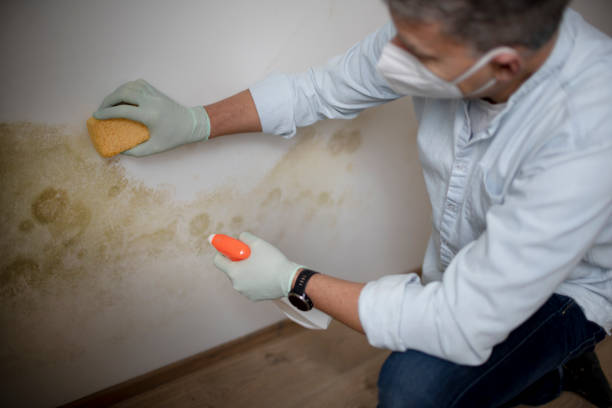 Best Emergency Mold Removal  in Neshanic Station, NJ