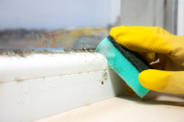 Best Local Mold Removal Service  in Neshanic Station, NJ