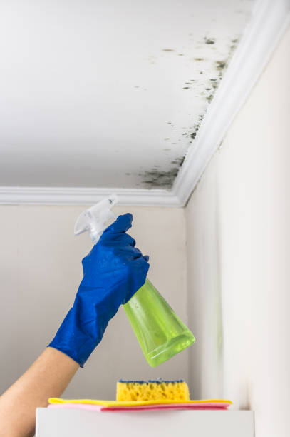 Best Mold Damage Repair  in Neshanic Station, NJ